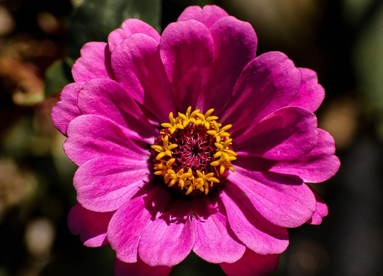 flower bloom pink free photo