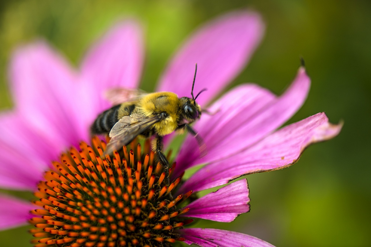 Download free photo of Flower,bee,summer,season,echinacea - from ...