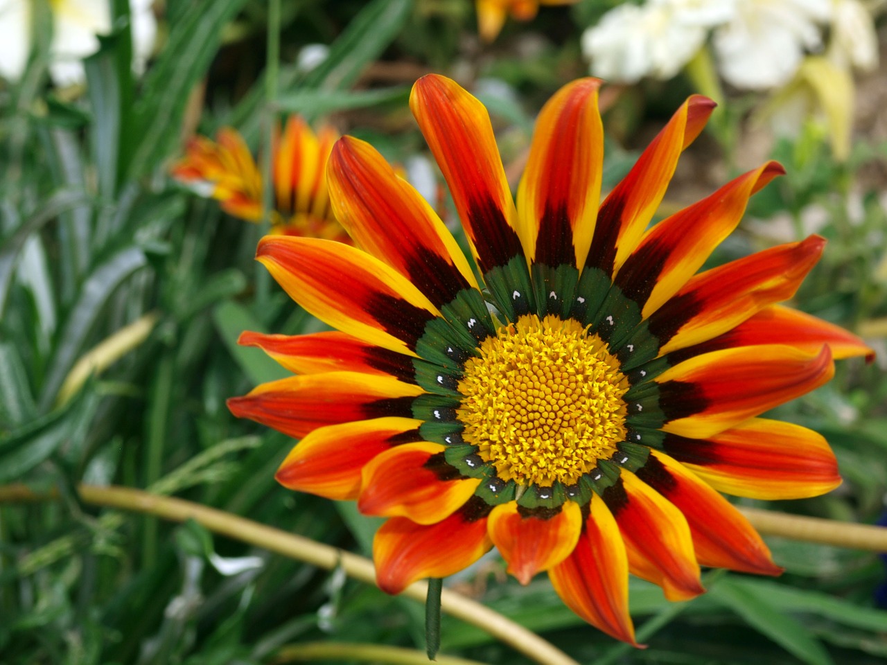 flower orange summer free photo