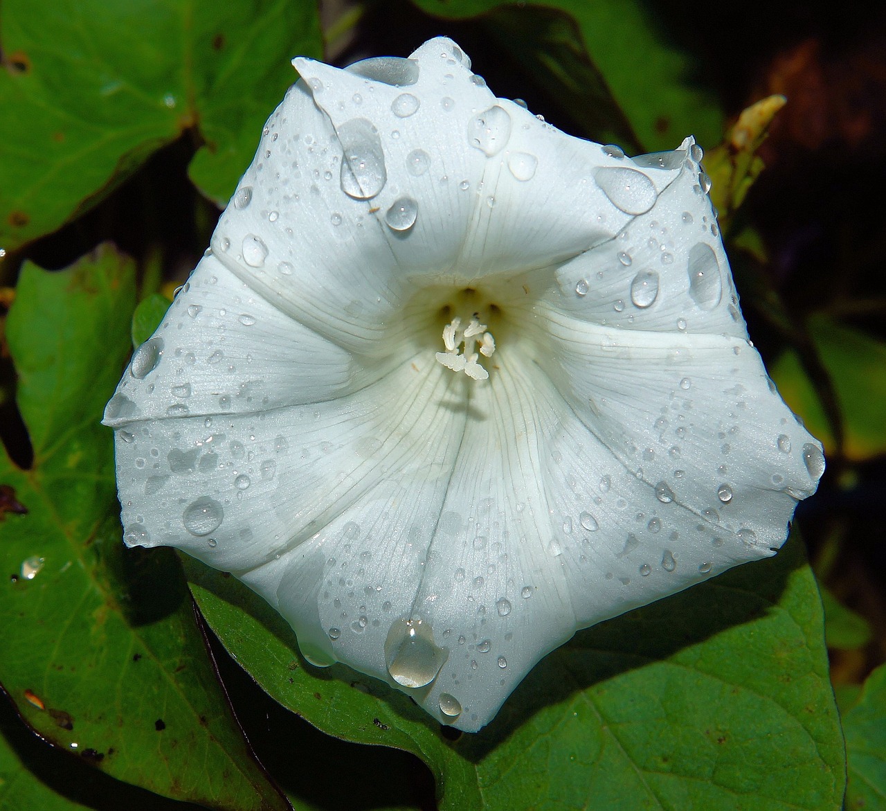 blossom bloom white free photo