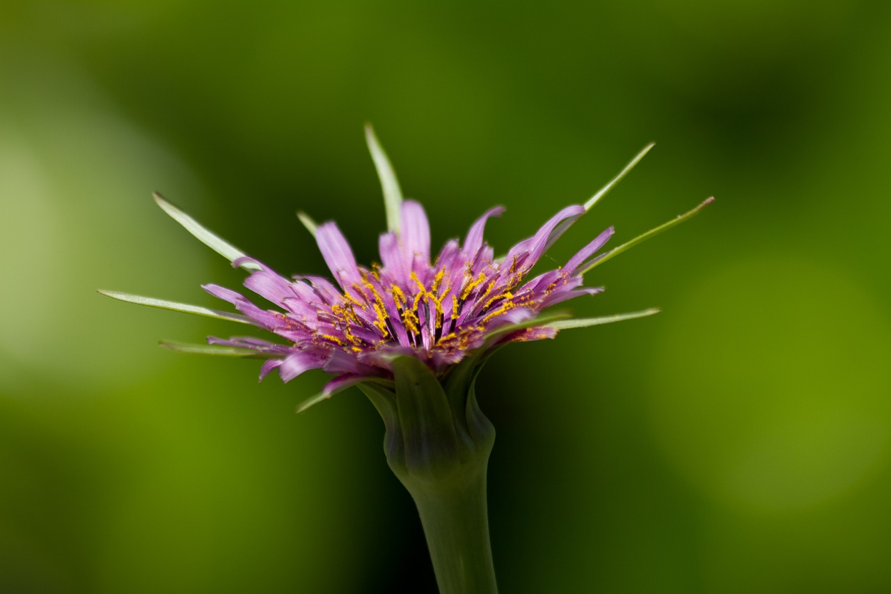 flower meadow nature free photo