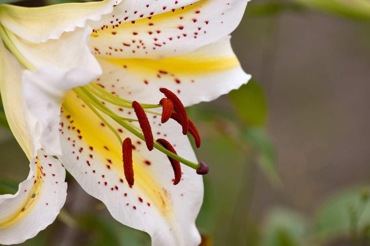 flower nature plant free photo