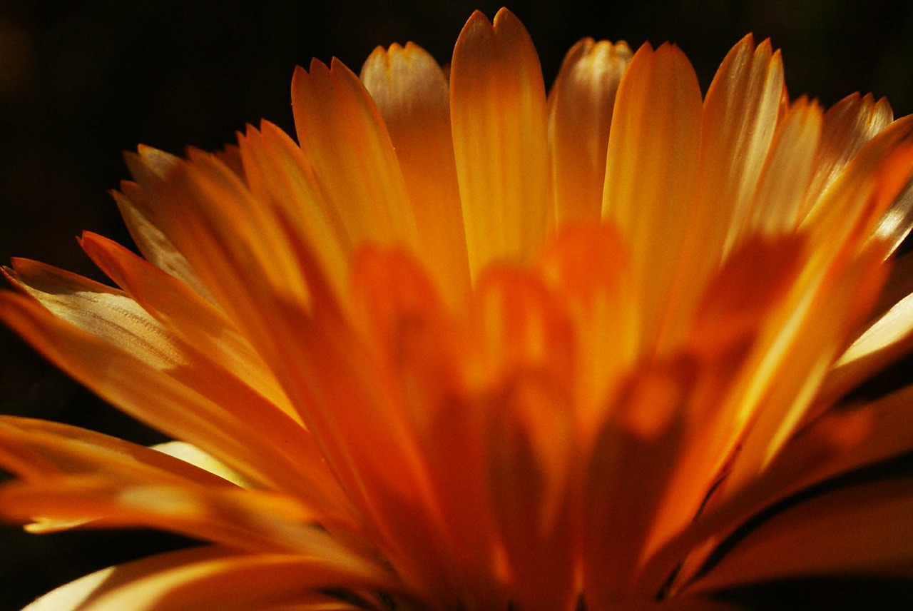 flower light macro free photo