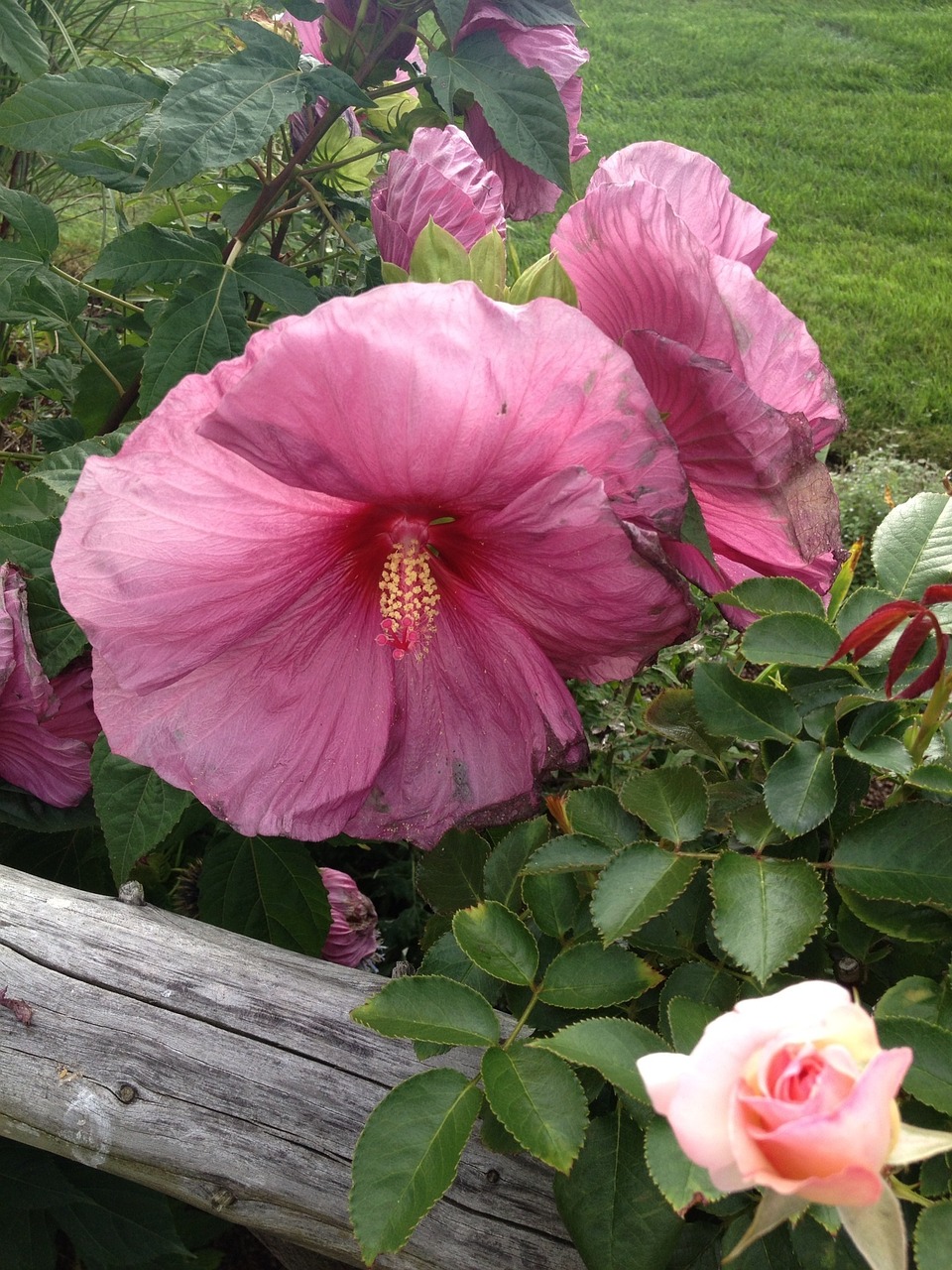 flower fence summer free photo