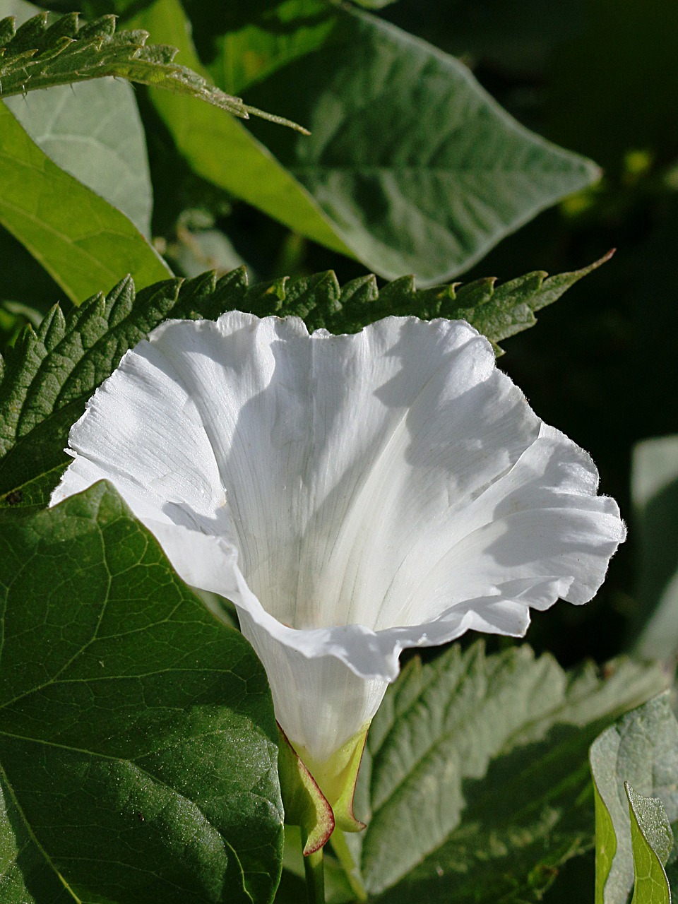 flower white nature free photo