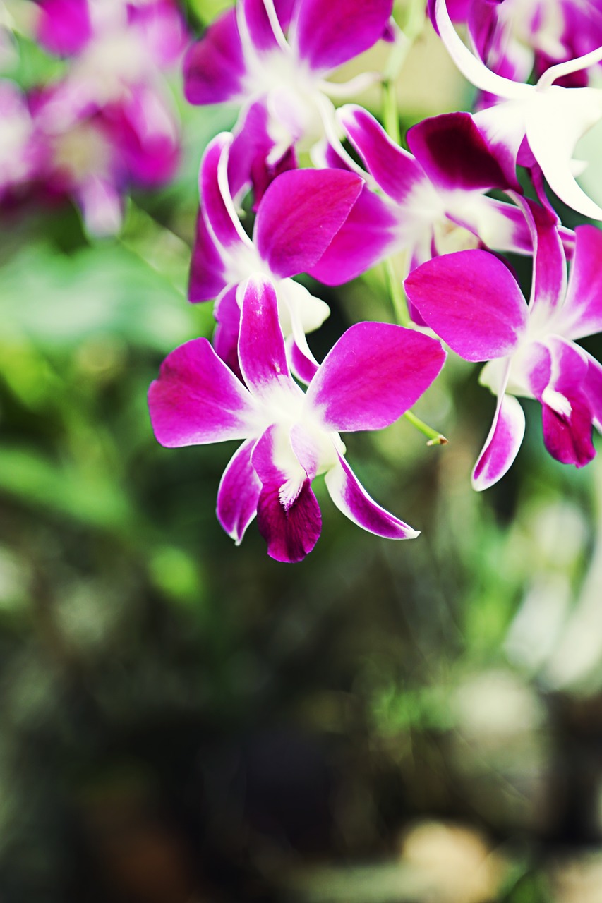 flower orchid violet free photo