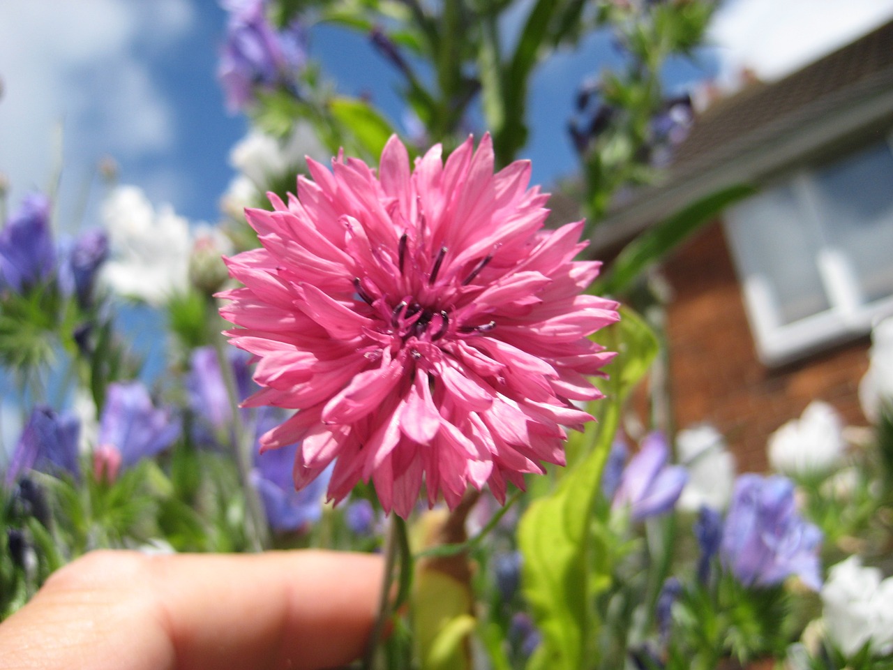 flower pink summer free photo