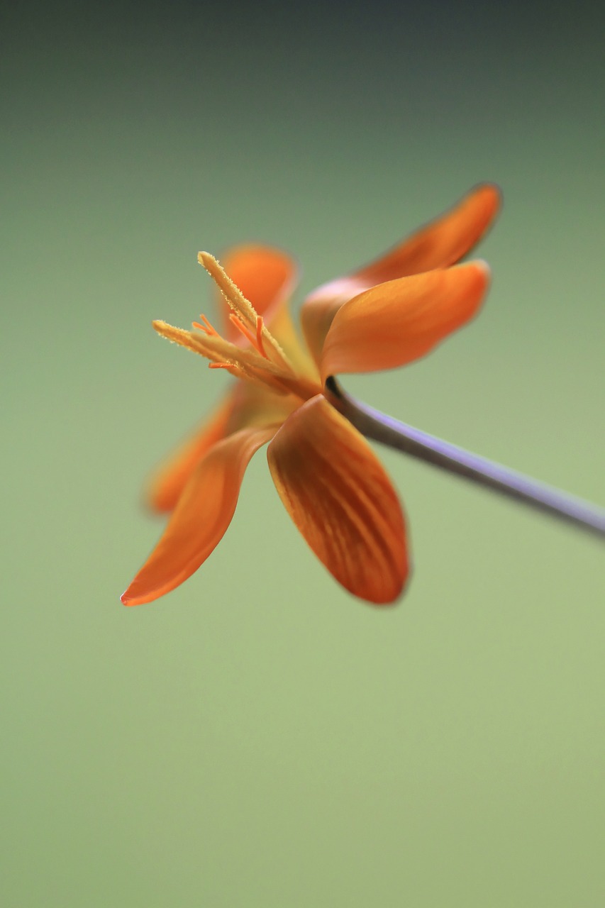 flower stamen nature free photo