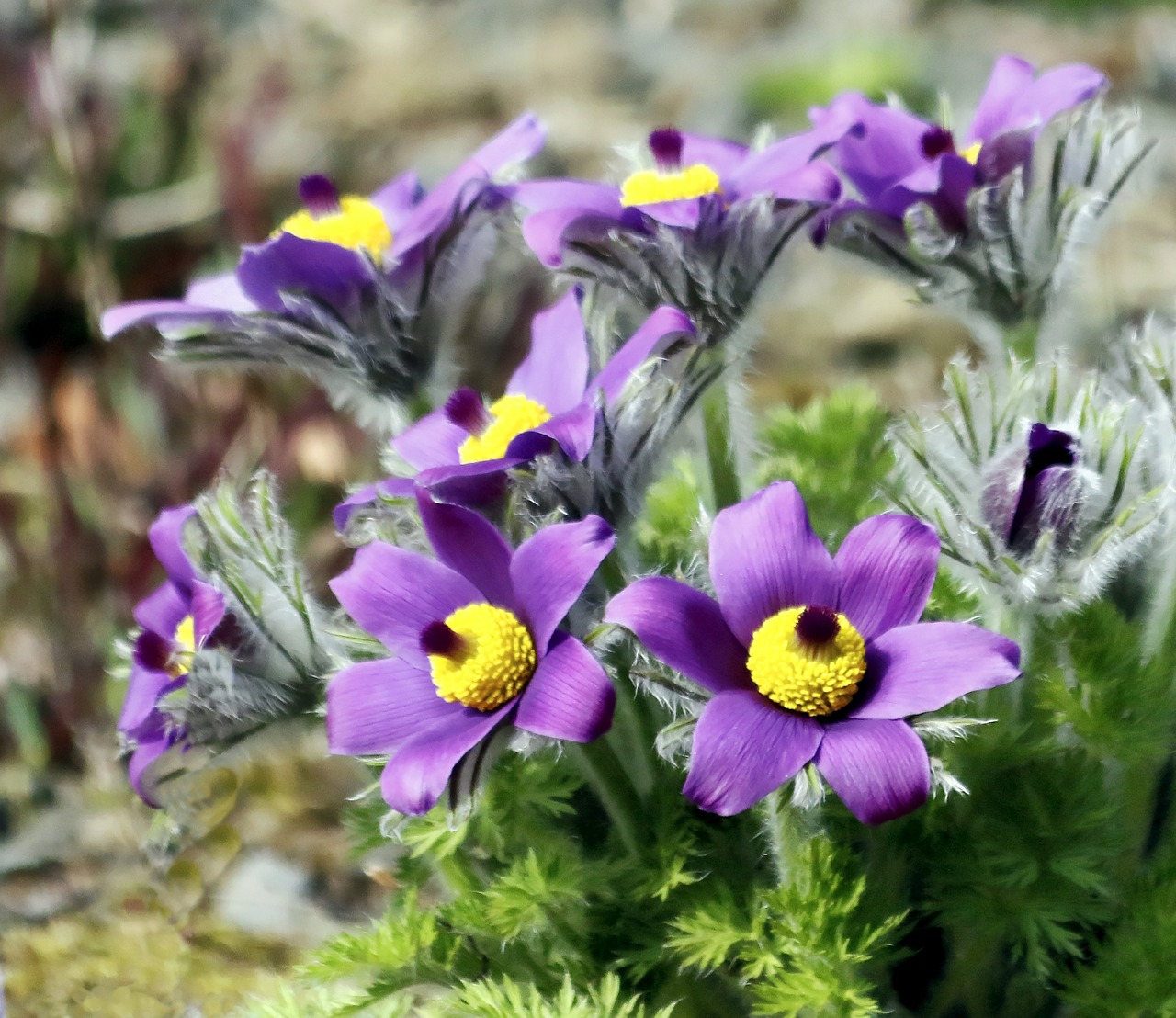 flower purple nature free photo