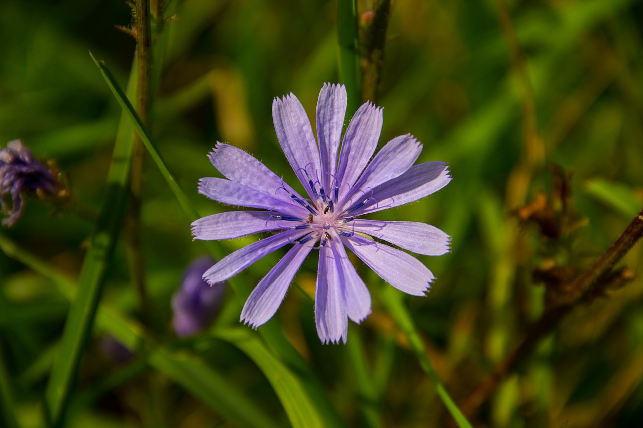 flower flowering purple free photo