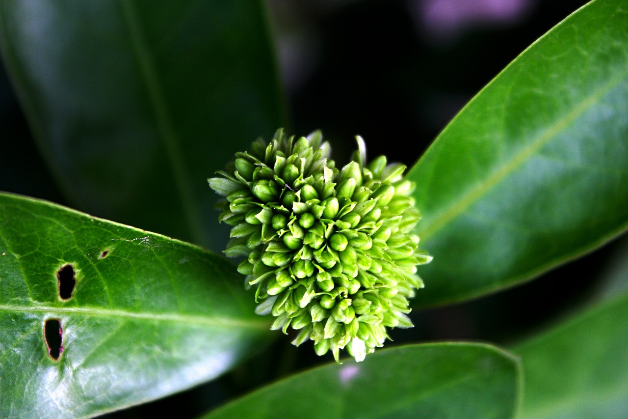 flower natural green free photo