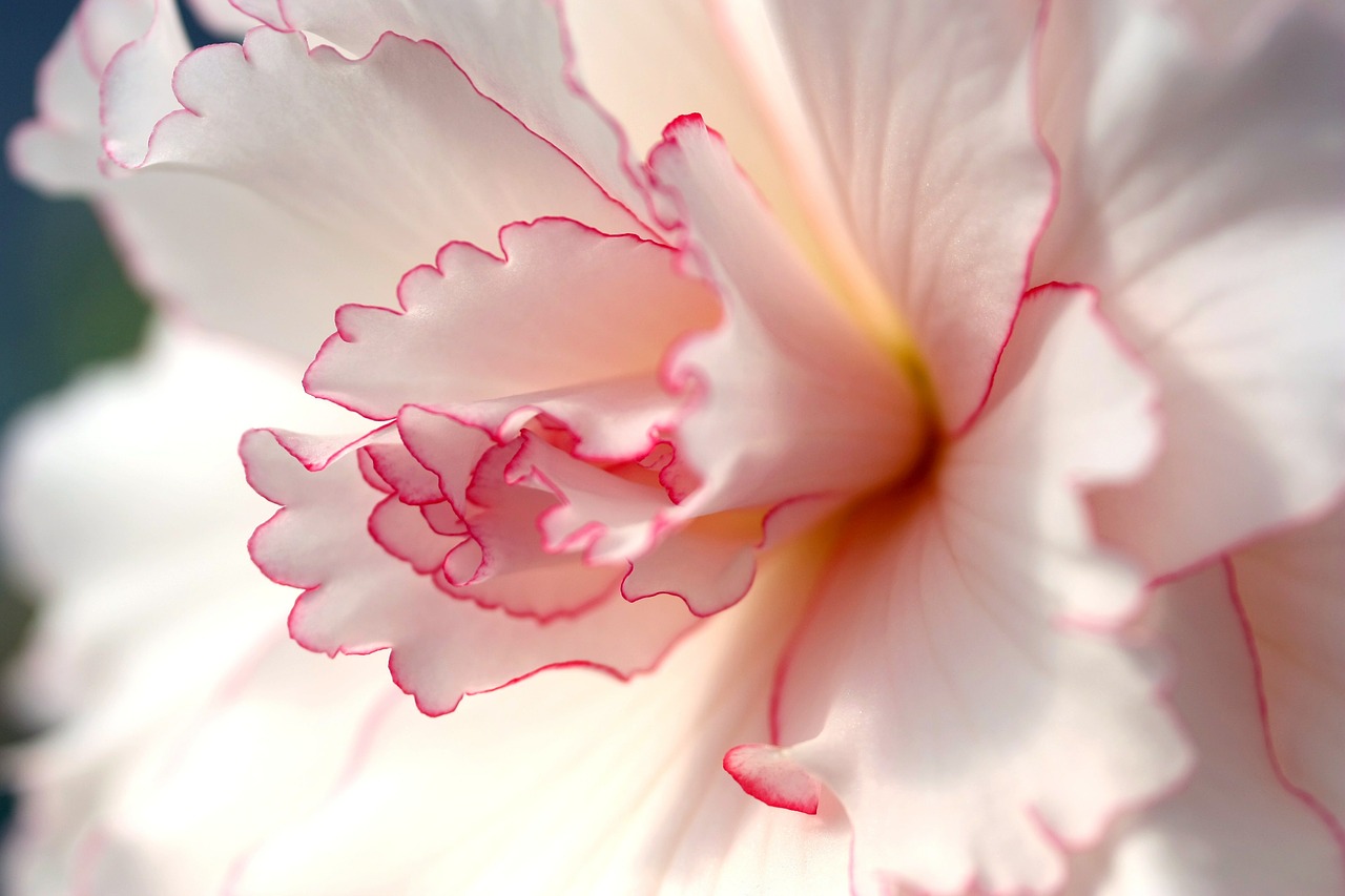 flower pink white free photo