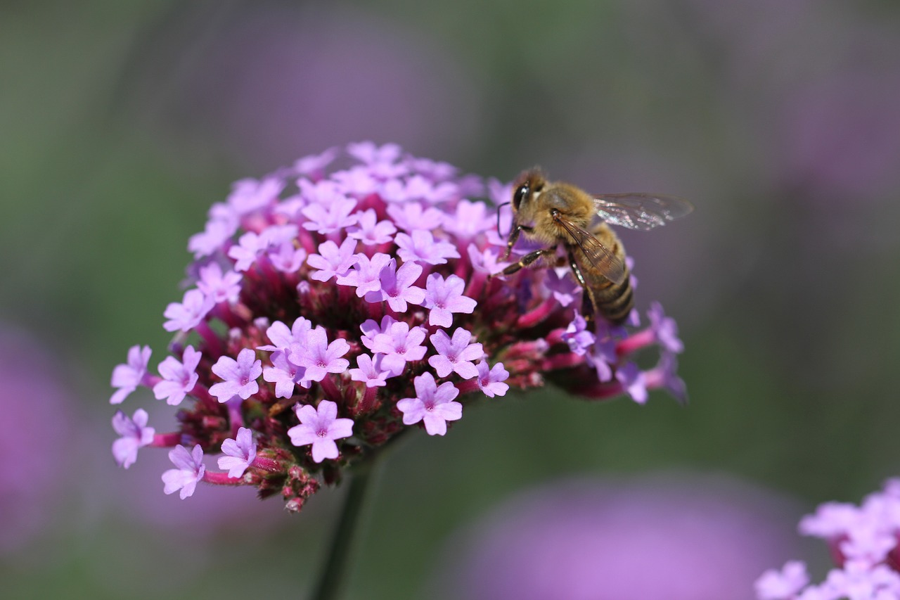 flower garden flora free photo