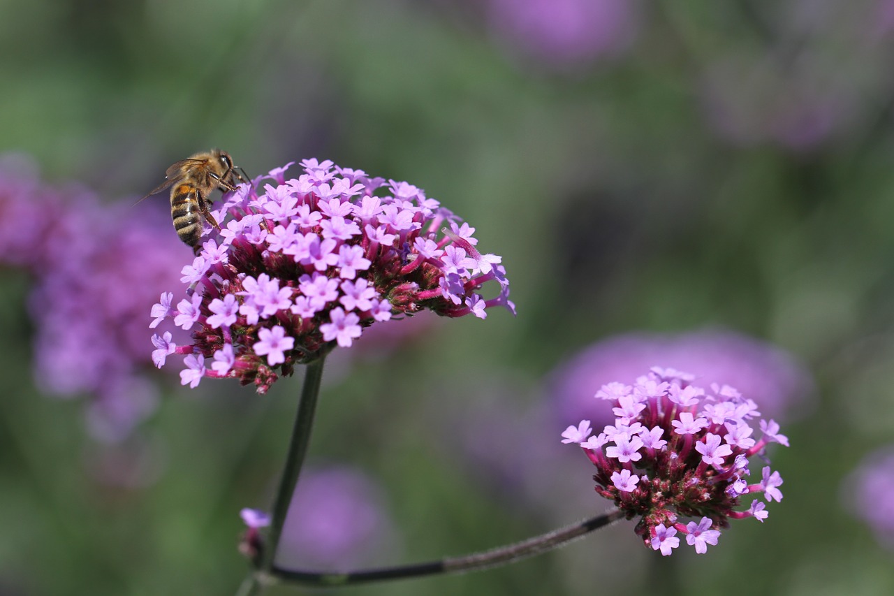 flower purple blossom free photo