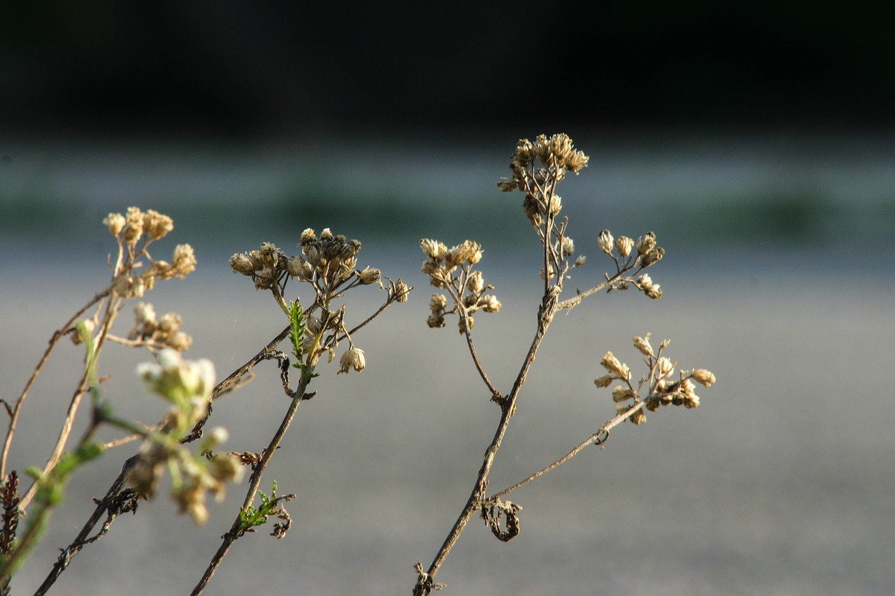 flower green grey free photo