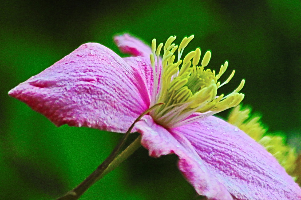 flower pink stamen free photo