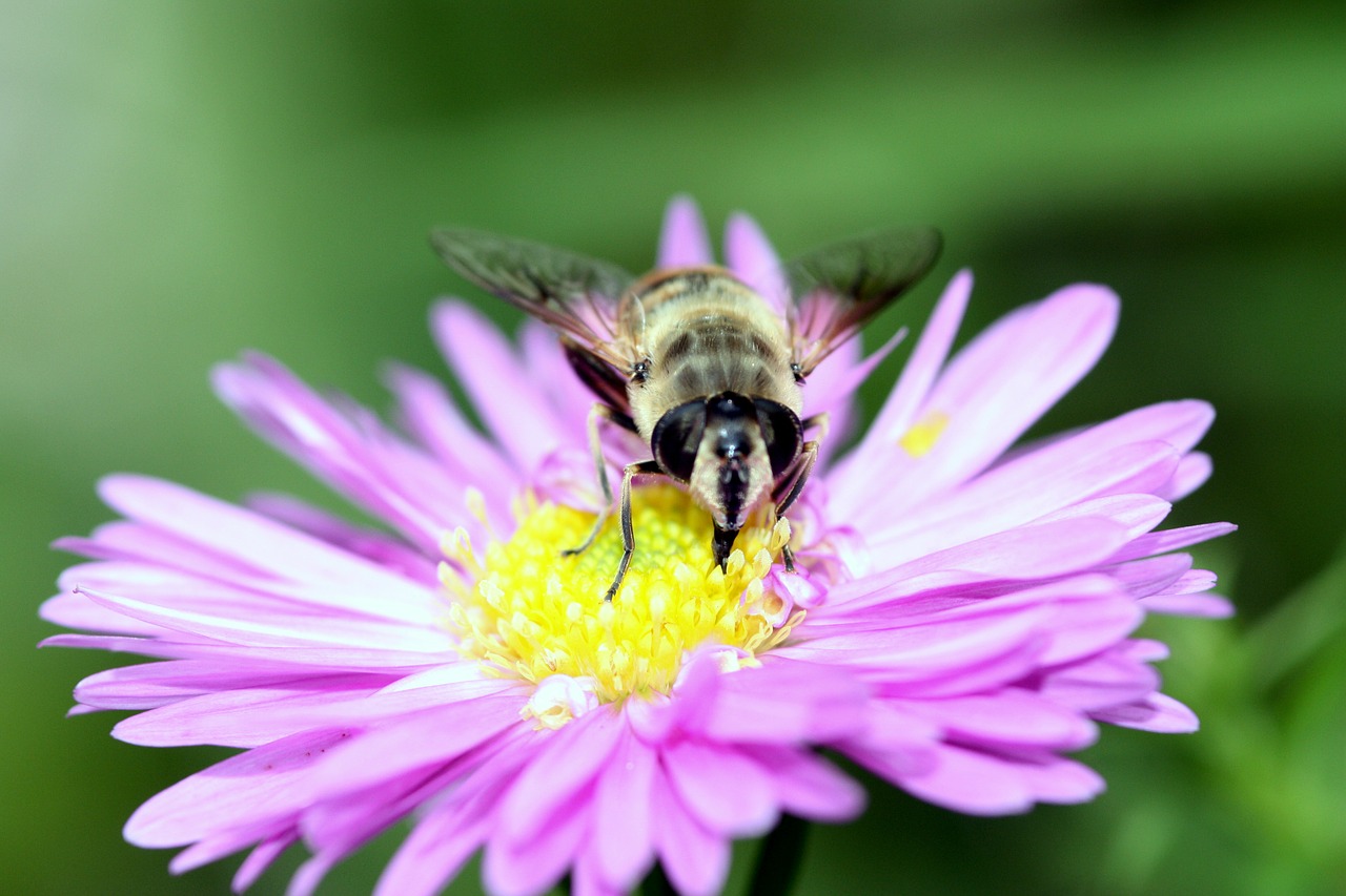 flower insect bee free photo