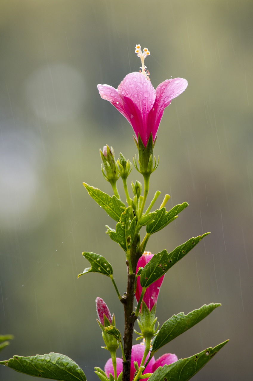 flower pink plant free photo