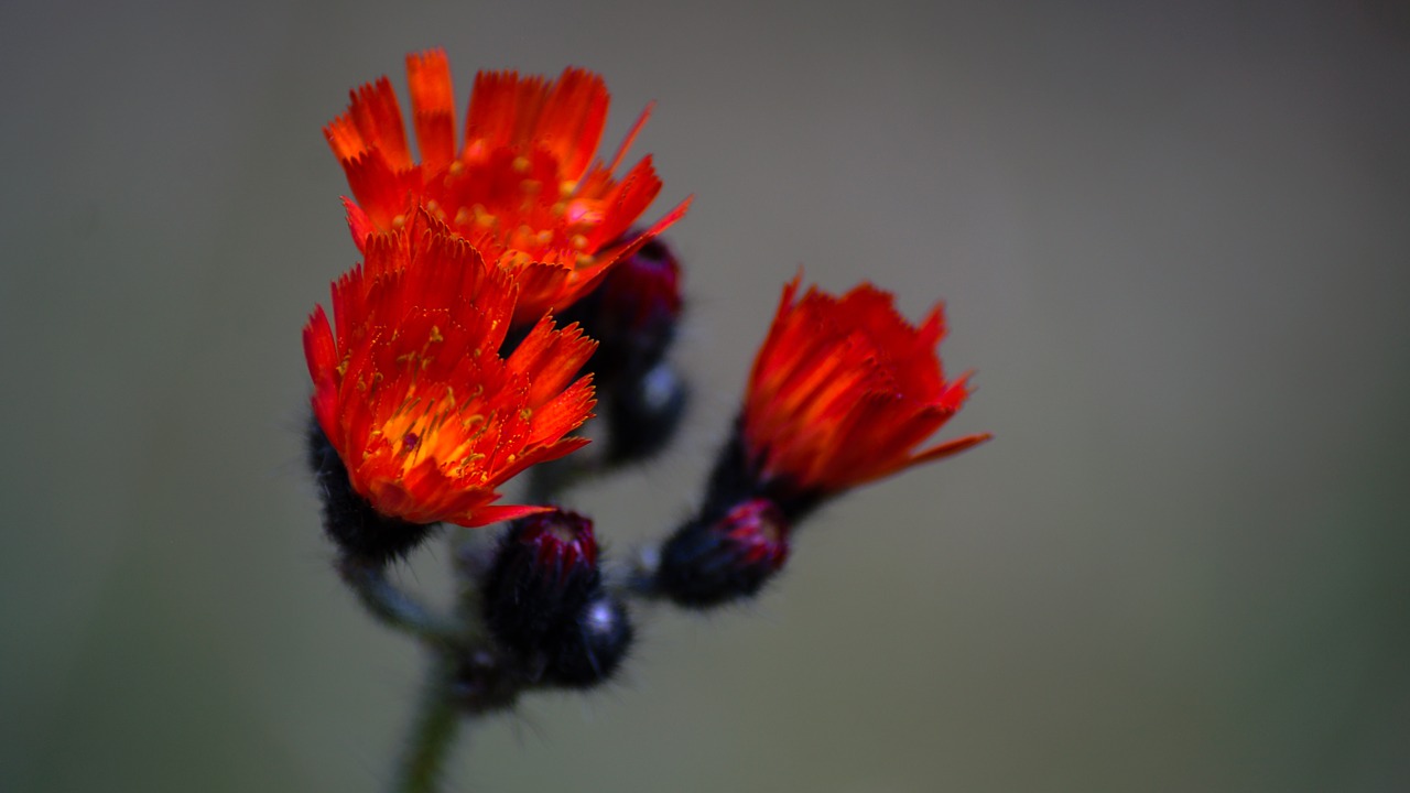 flower red wood free photo