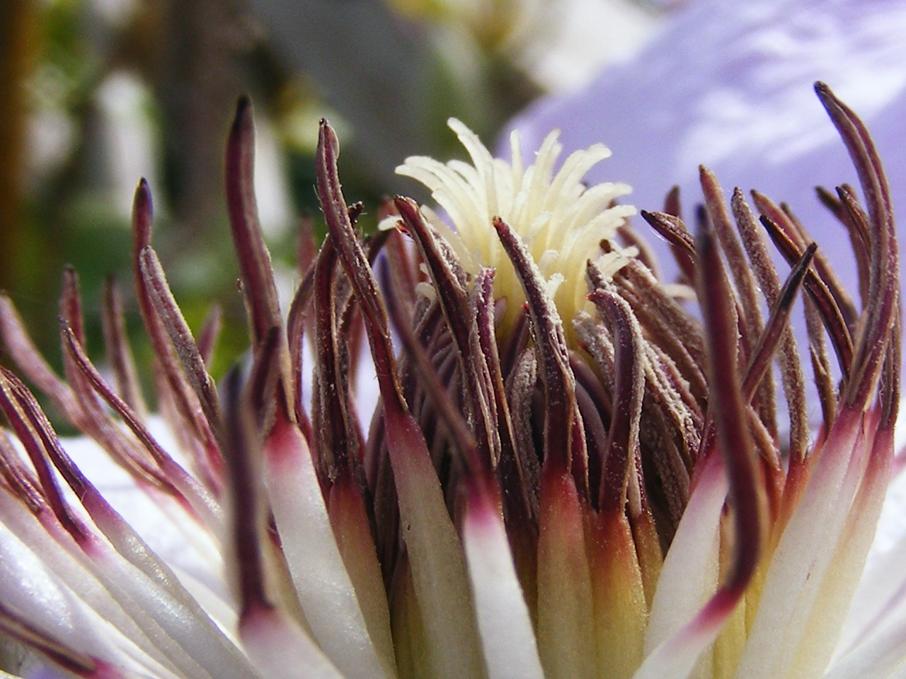 flower stamen nature free photo