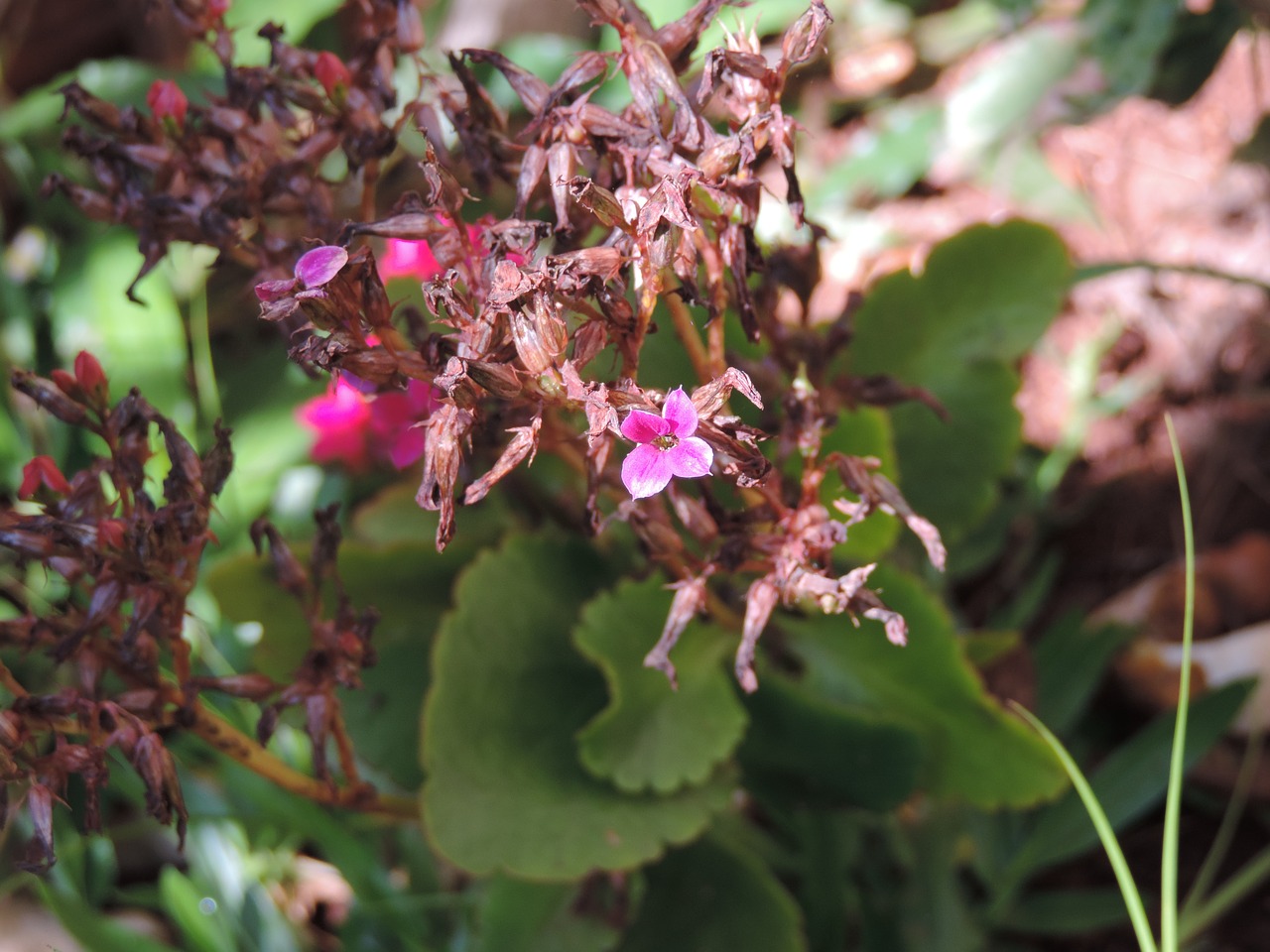 flower vegetation garden free photo