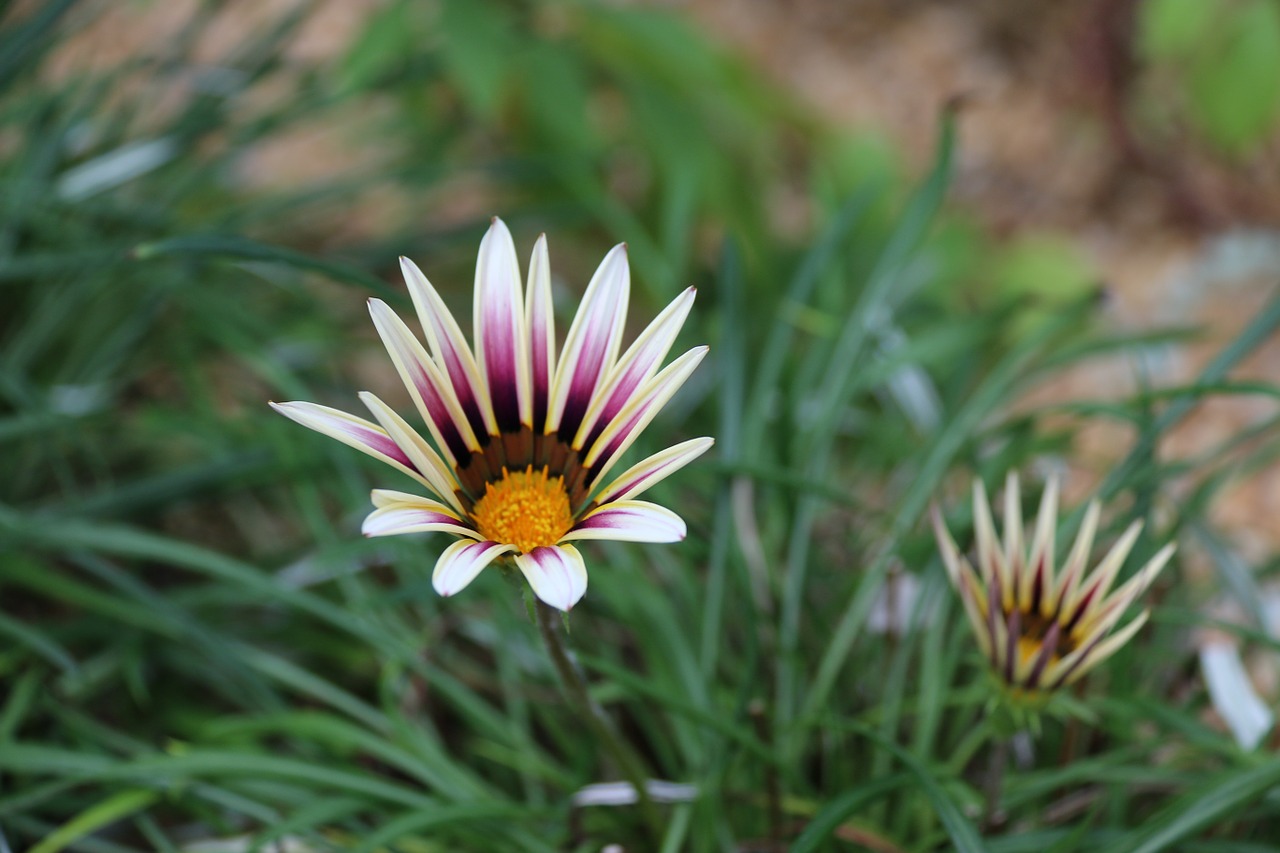 flower nature pink free photo