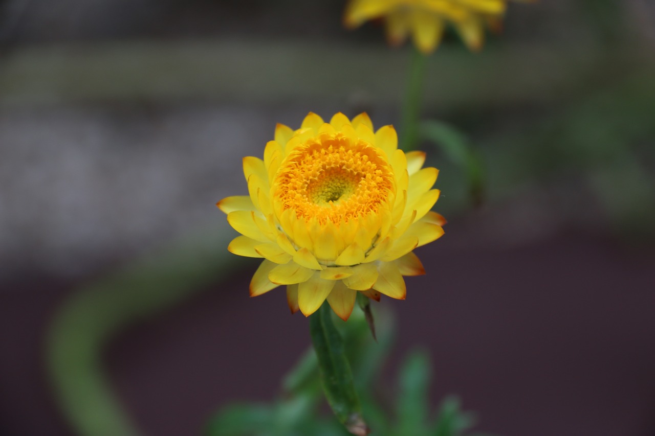 flower yellow nature free photo