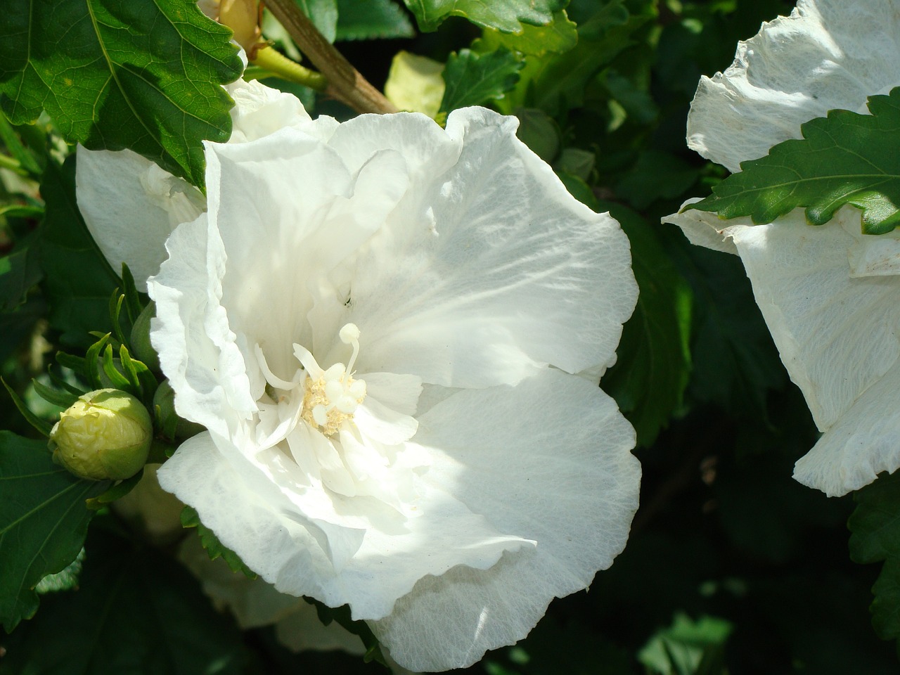 flower white macro free photo