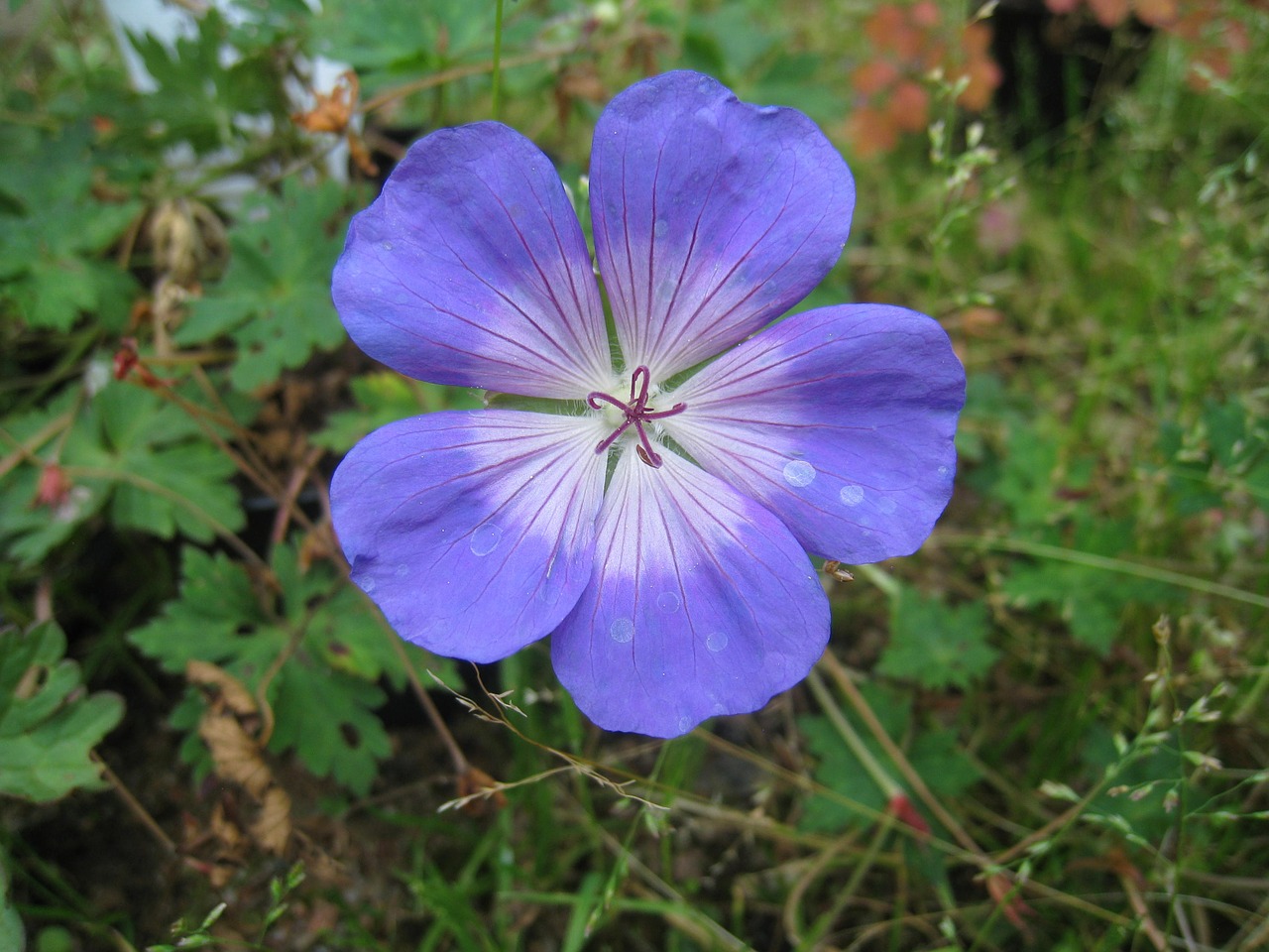 flower blue summer free photo