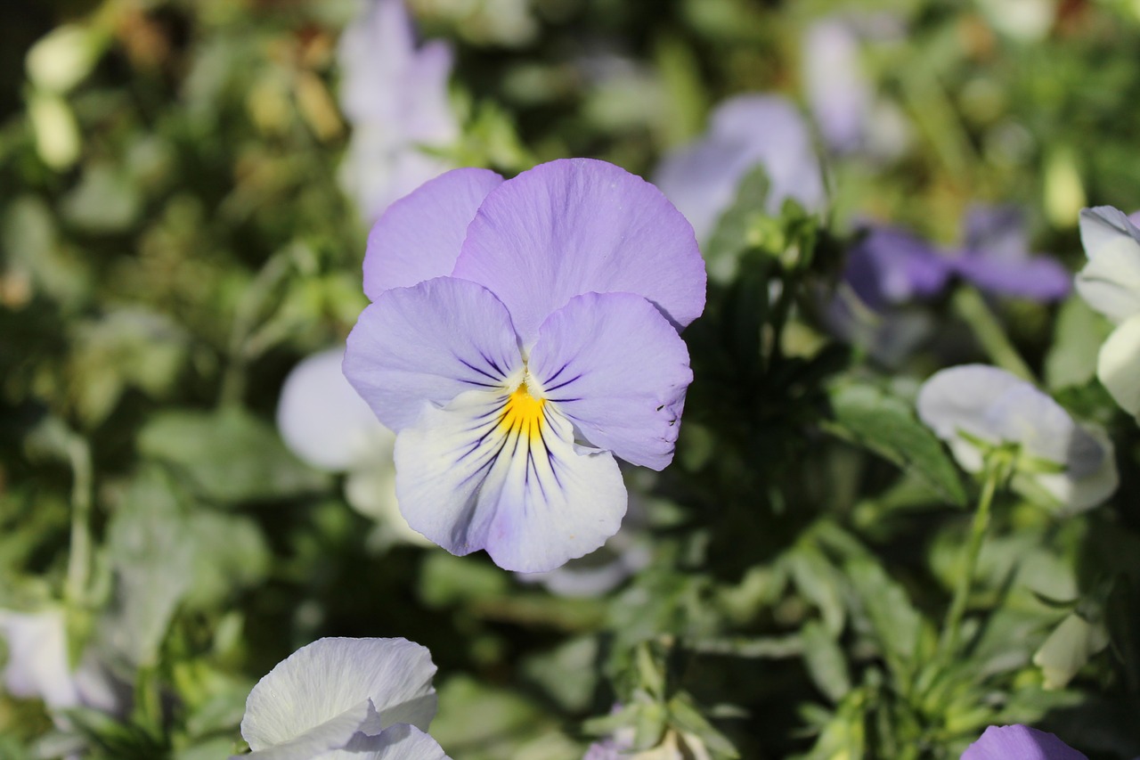 blossom bloom purple free photo