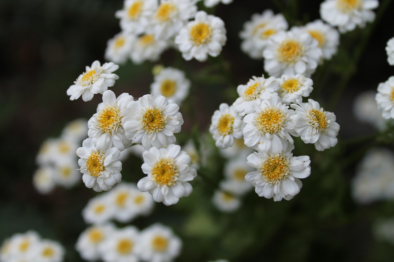 flower white nature free photo