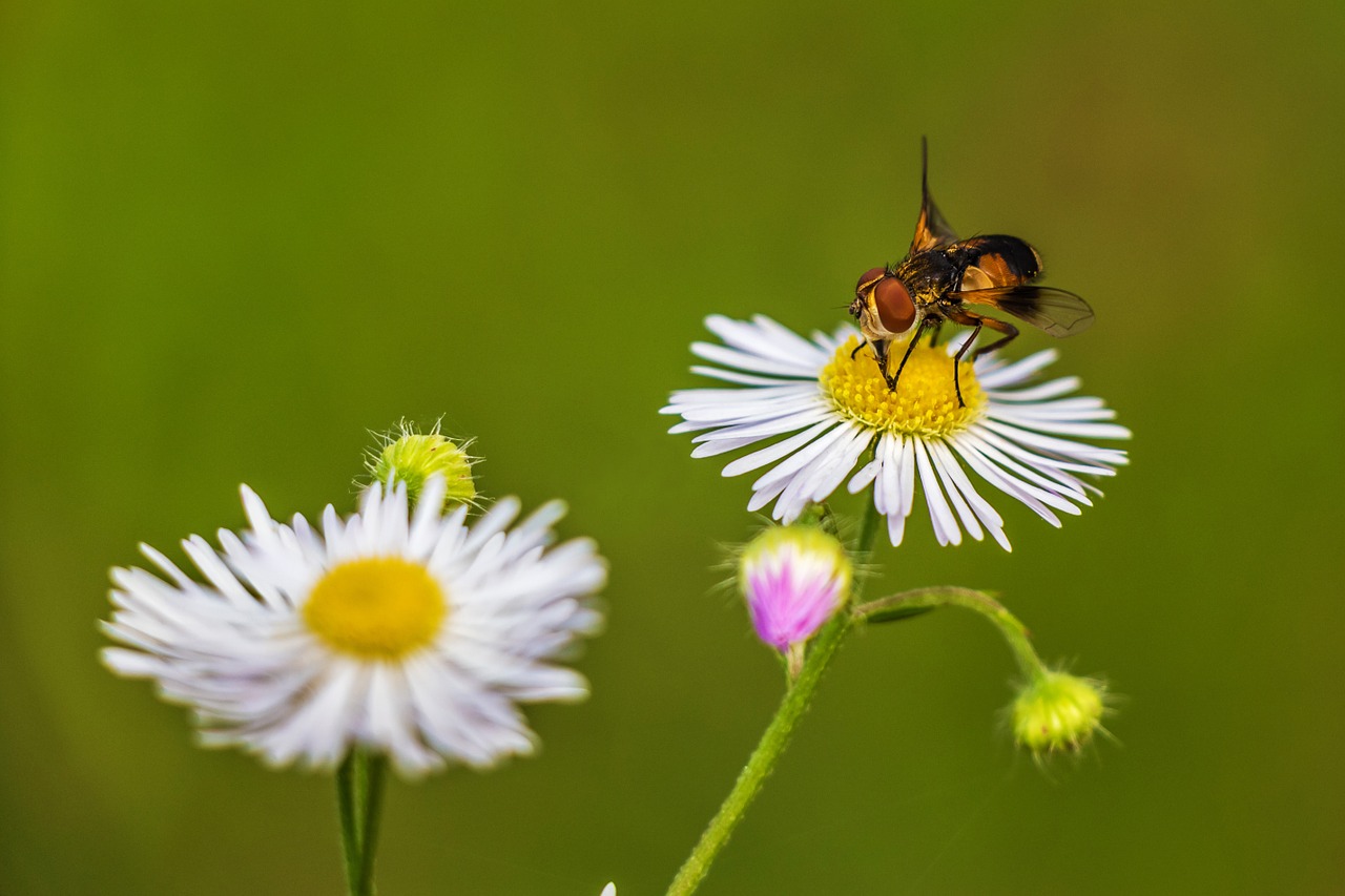 flower plant nature free photo