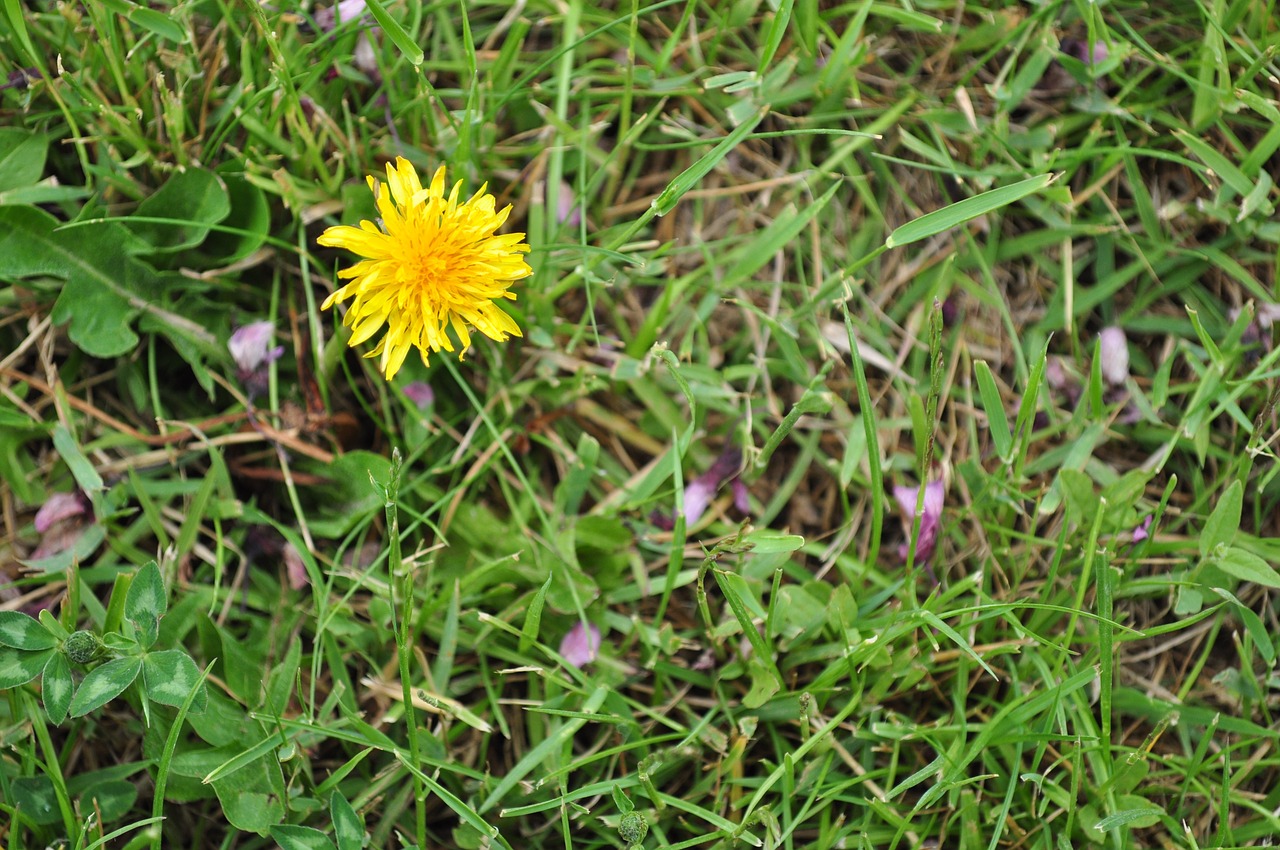 flower nature green free photo