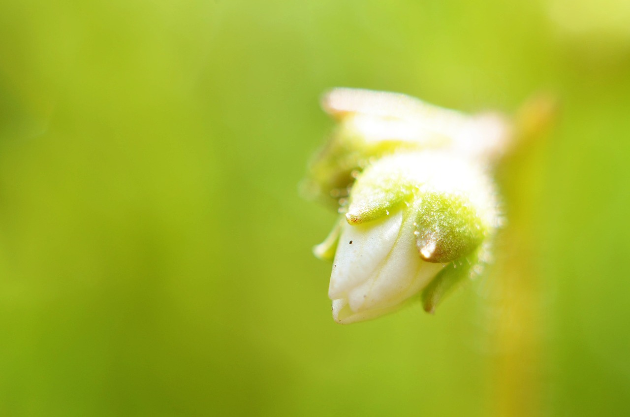 flower nature plants free photo