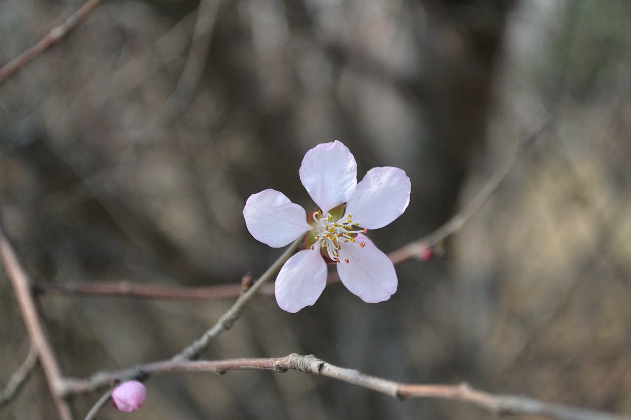 flower youth beautiful free photo