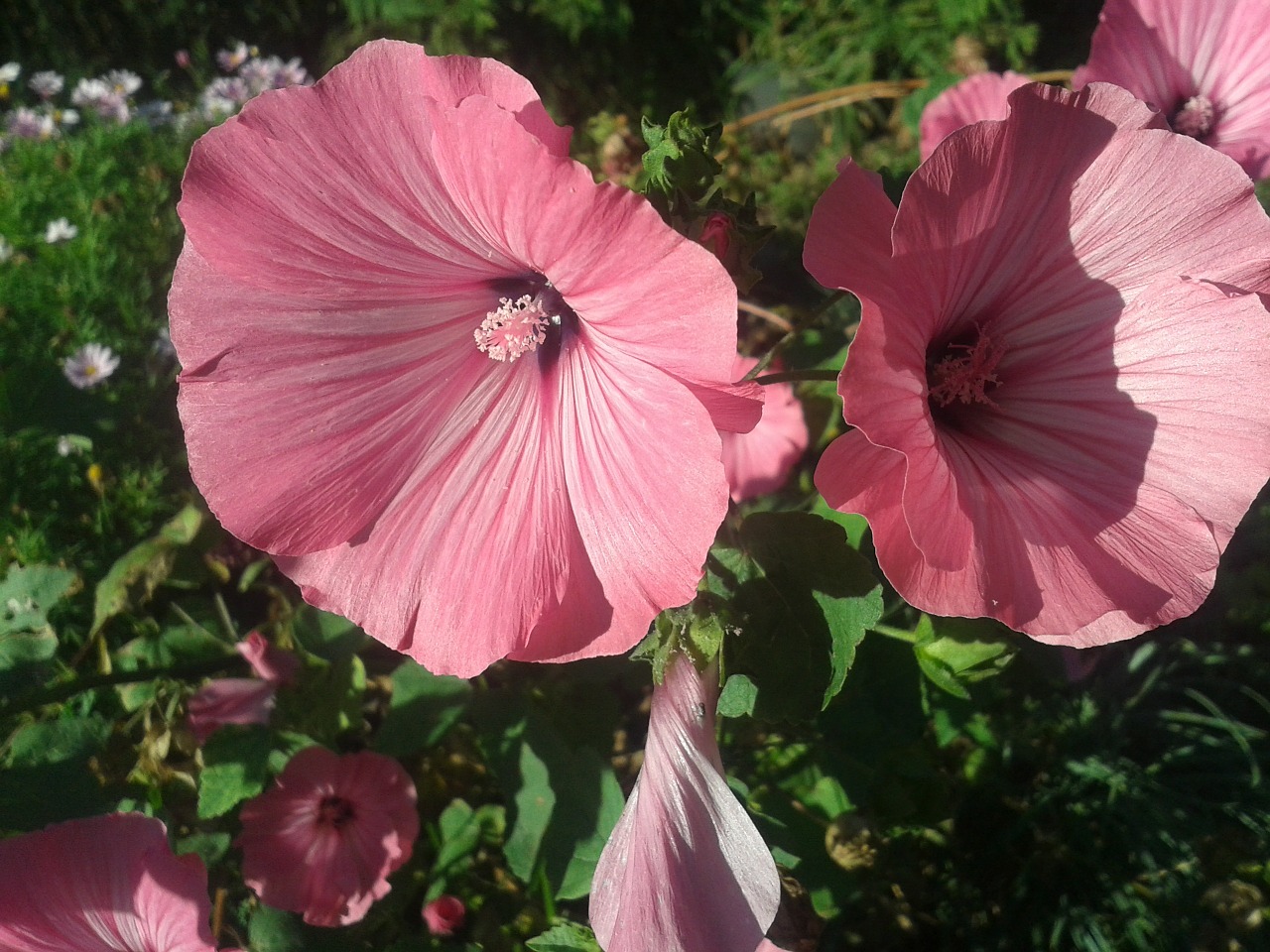 flower pink spring free photo