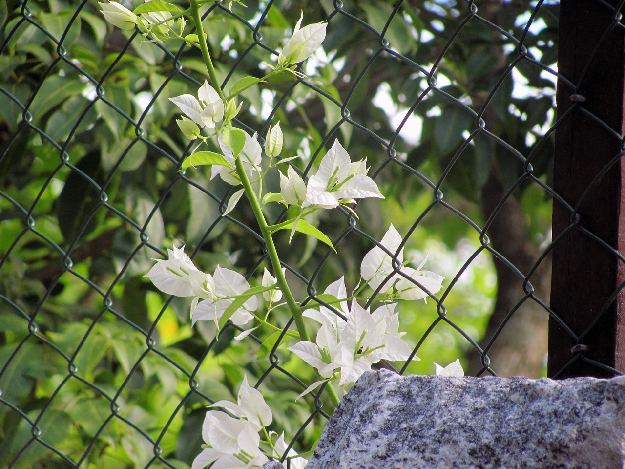 flower grid white flower free photo