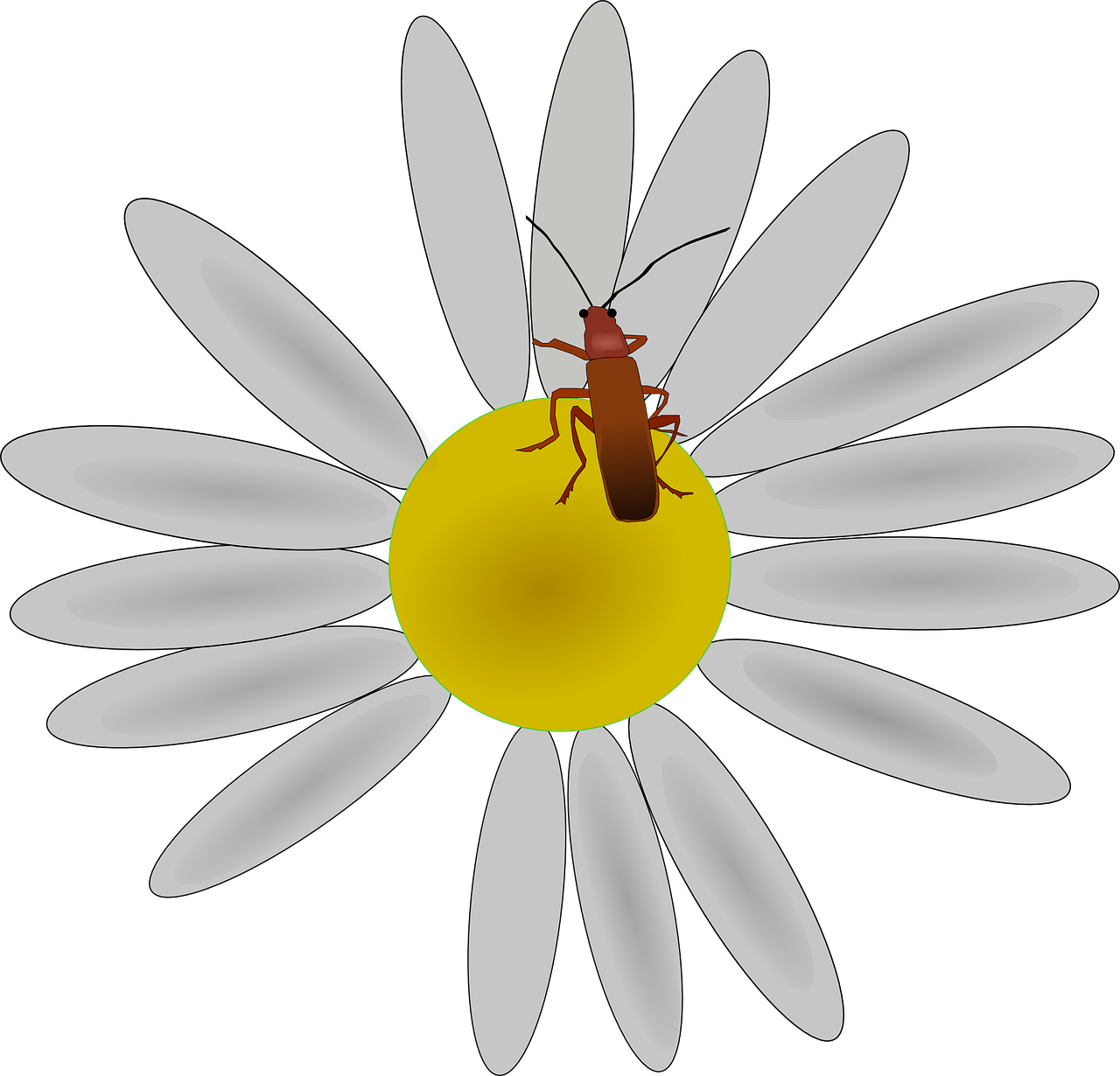 flower bug daisy free photo