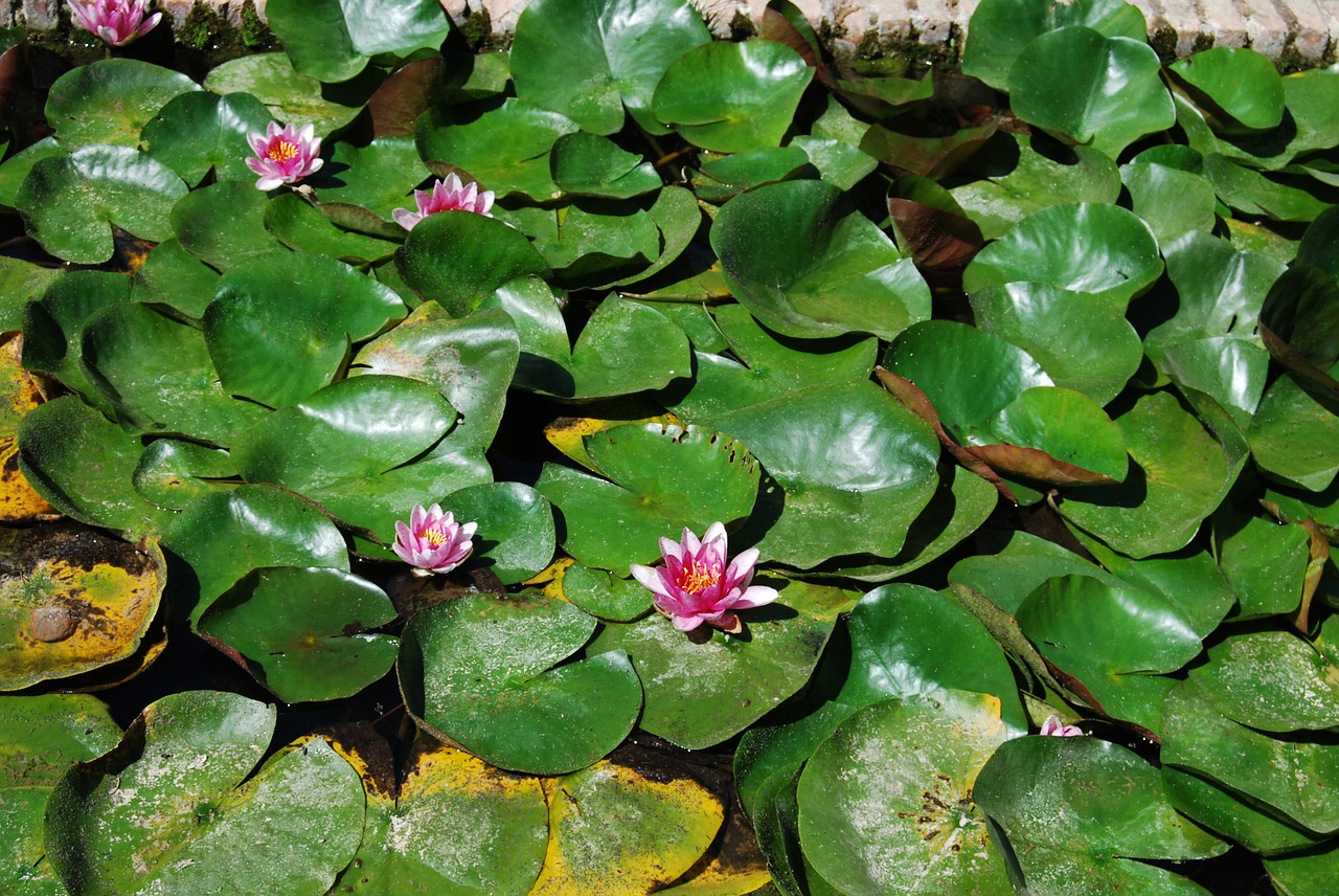 flower leaves garden free photo