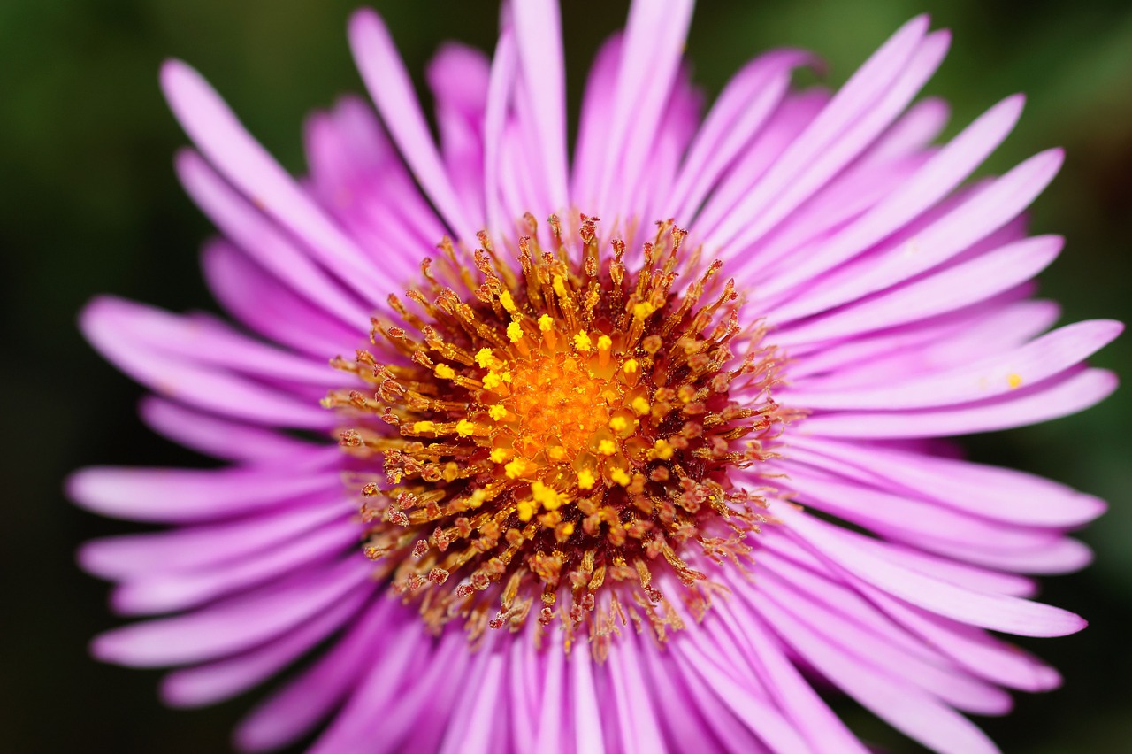 flower blossom bloom free photo