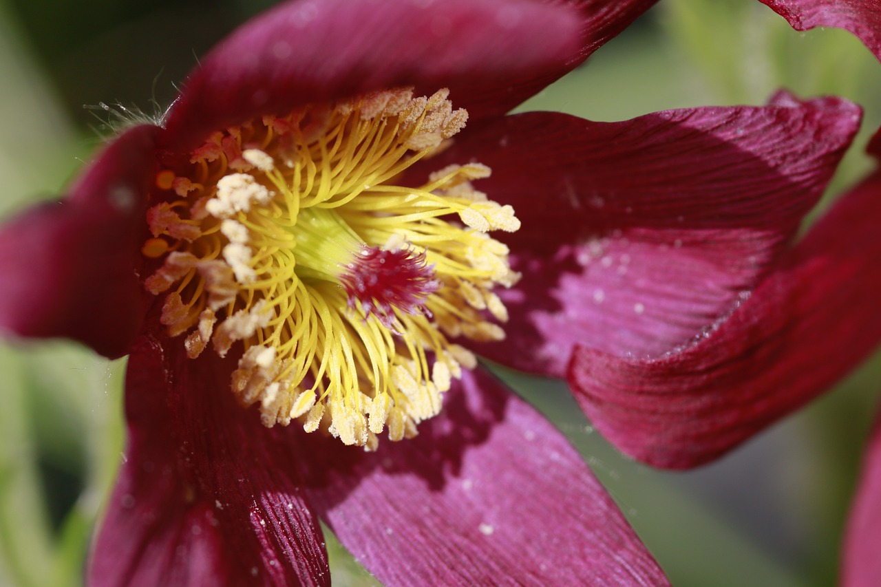 flower garden pollen free photo