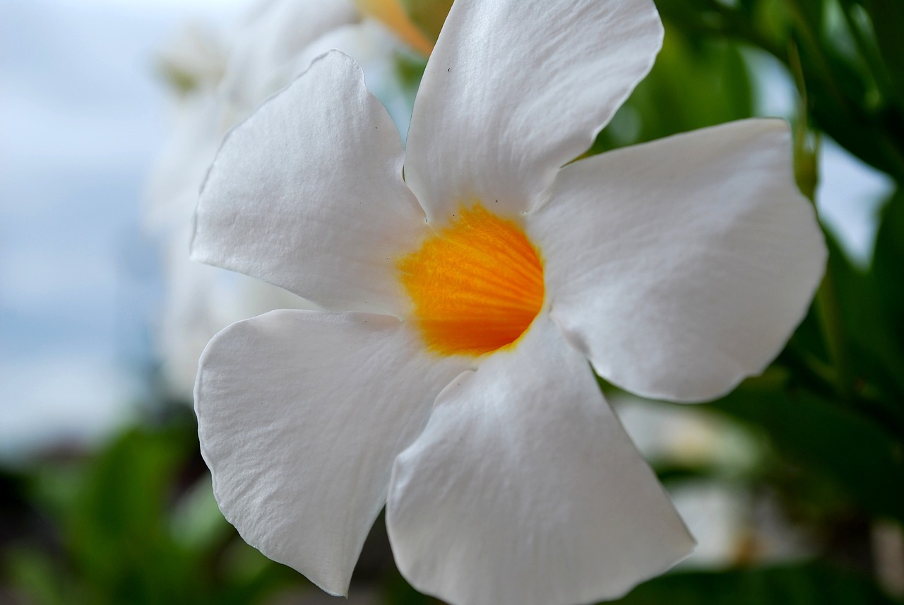 flower closeup nature free photo