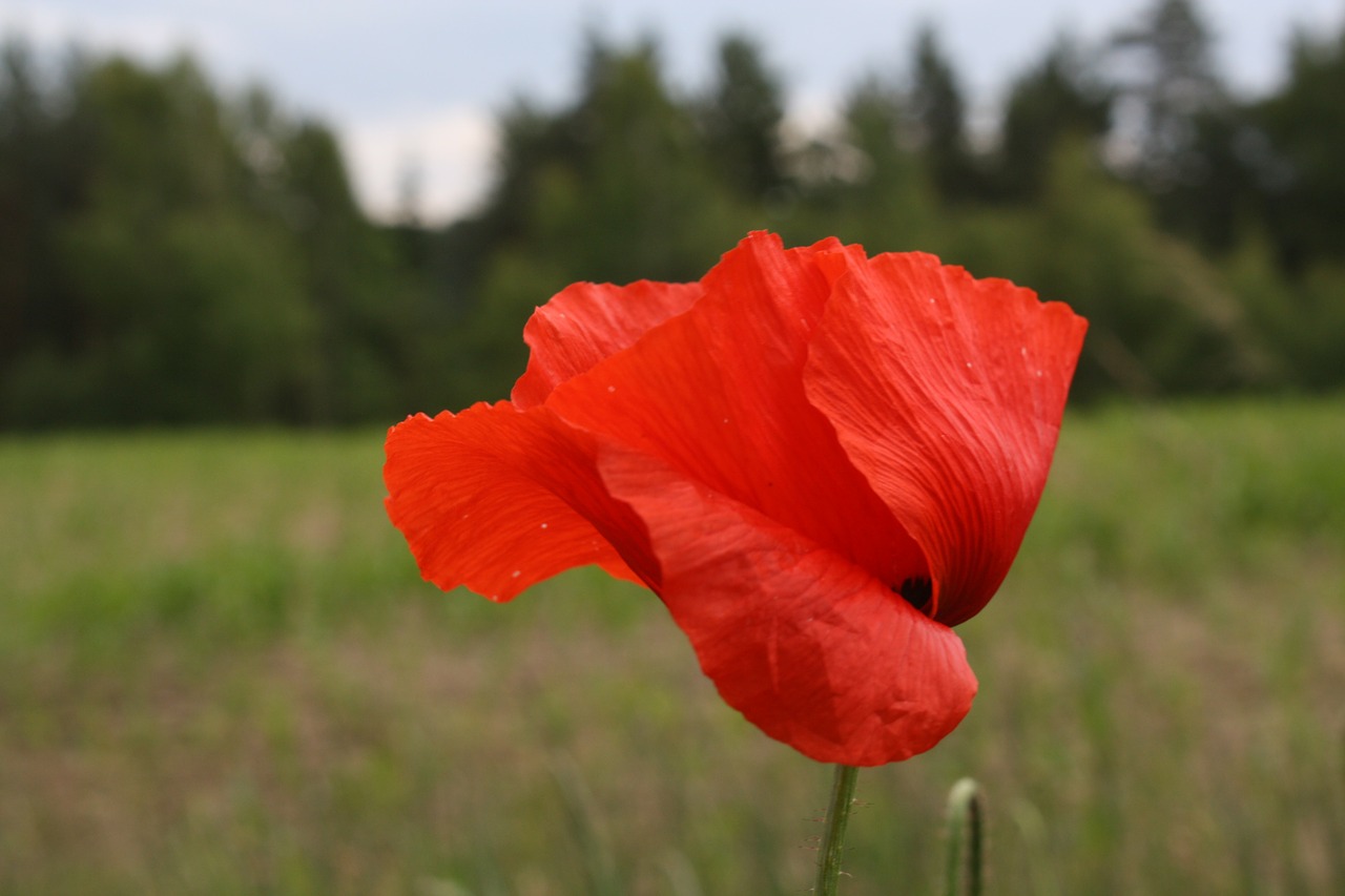 flower poppy wild flower free photo