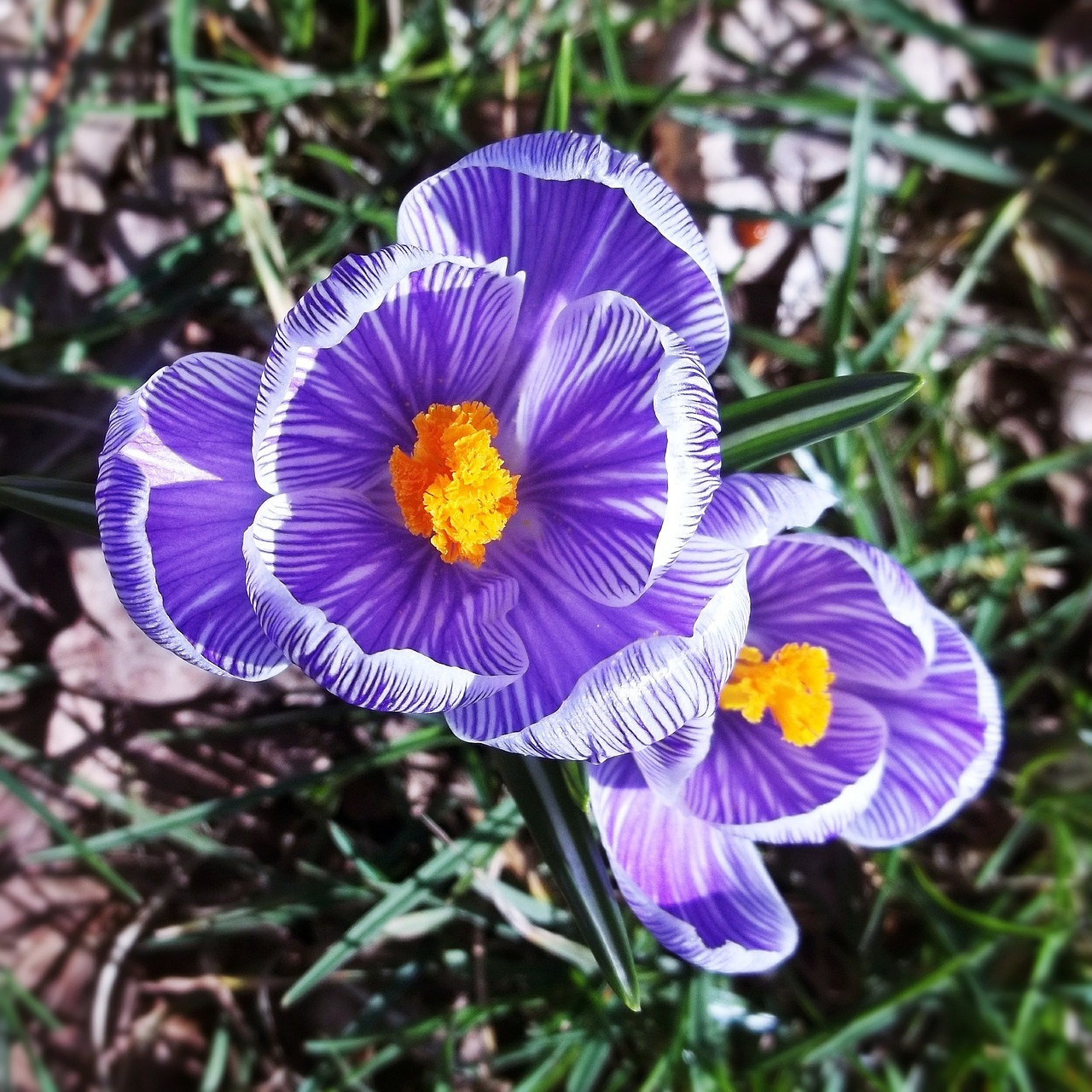 flower purple blossom free photo