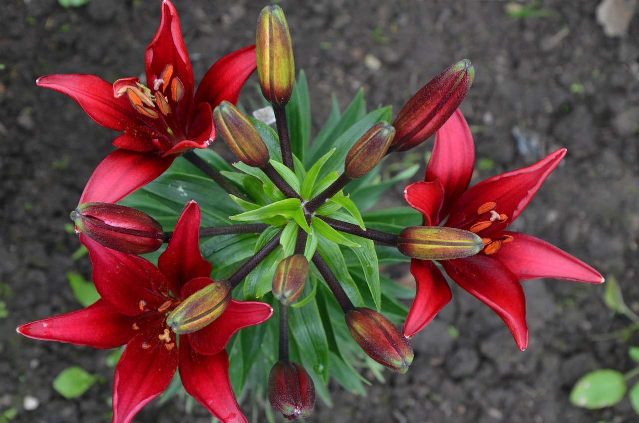 flower lily flower bed free photo