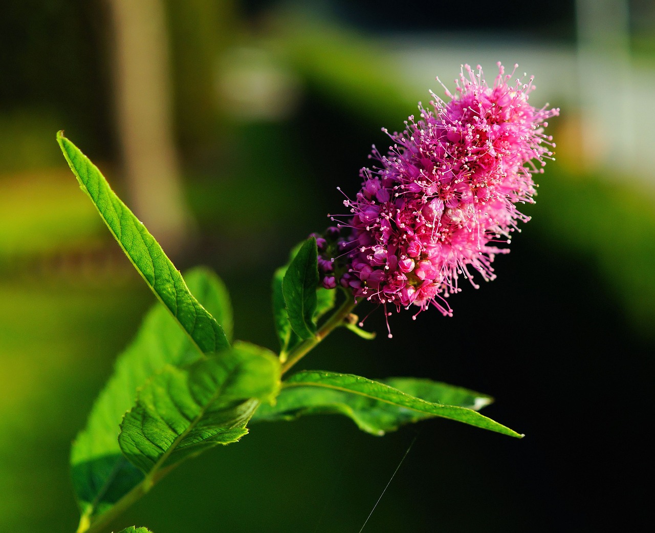 flower blossom bloom free photo