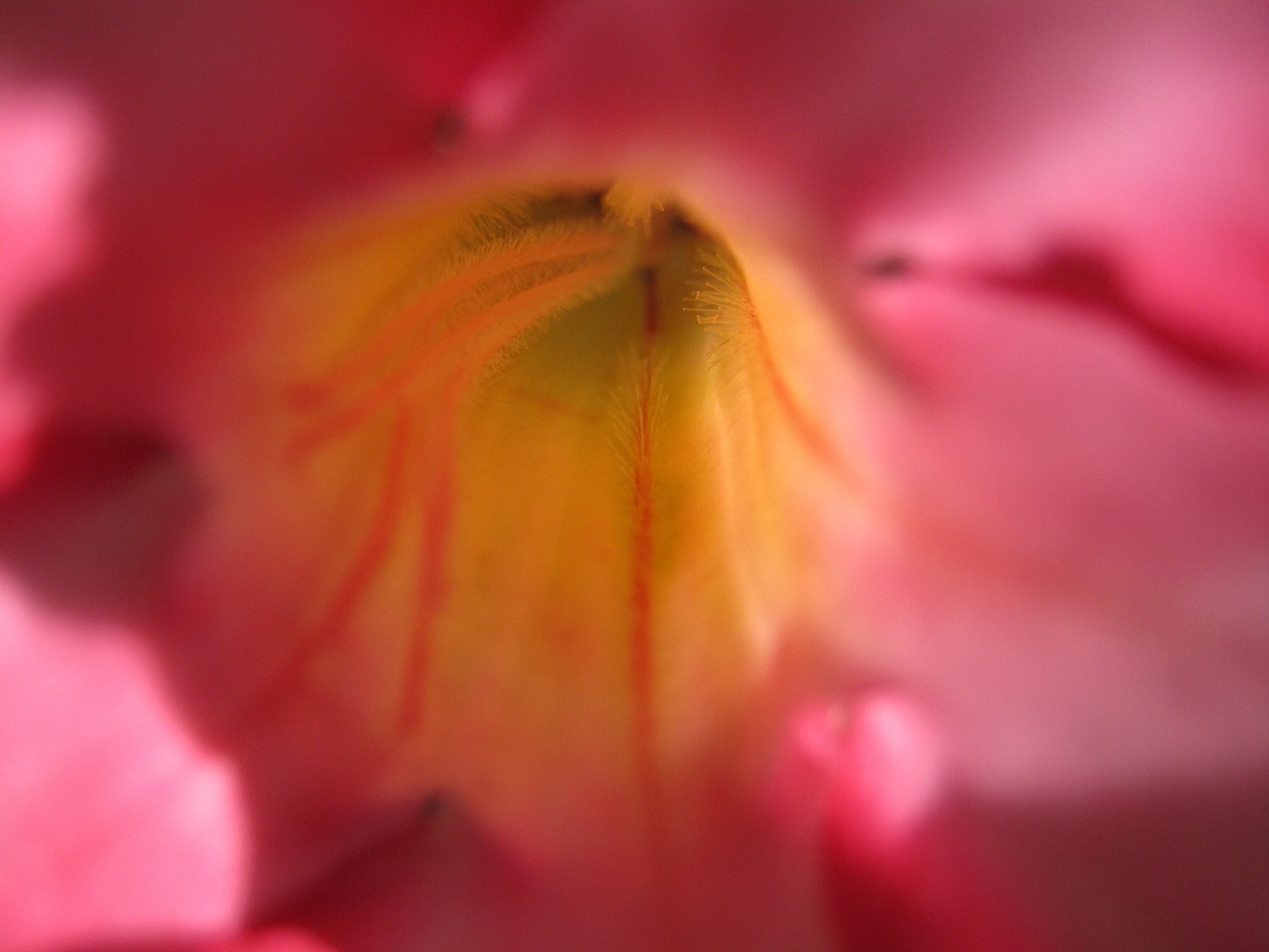 flower close pink free photo