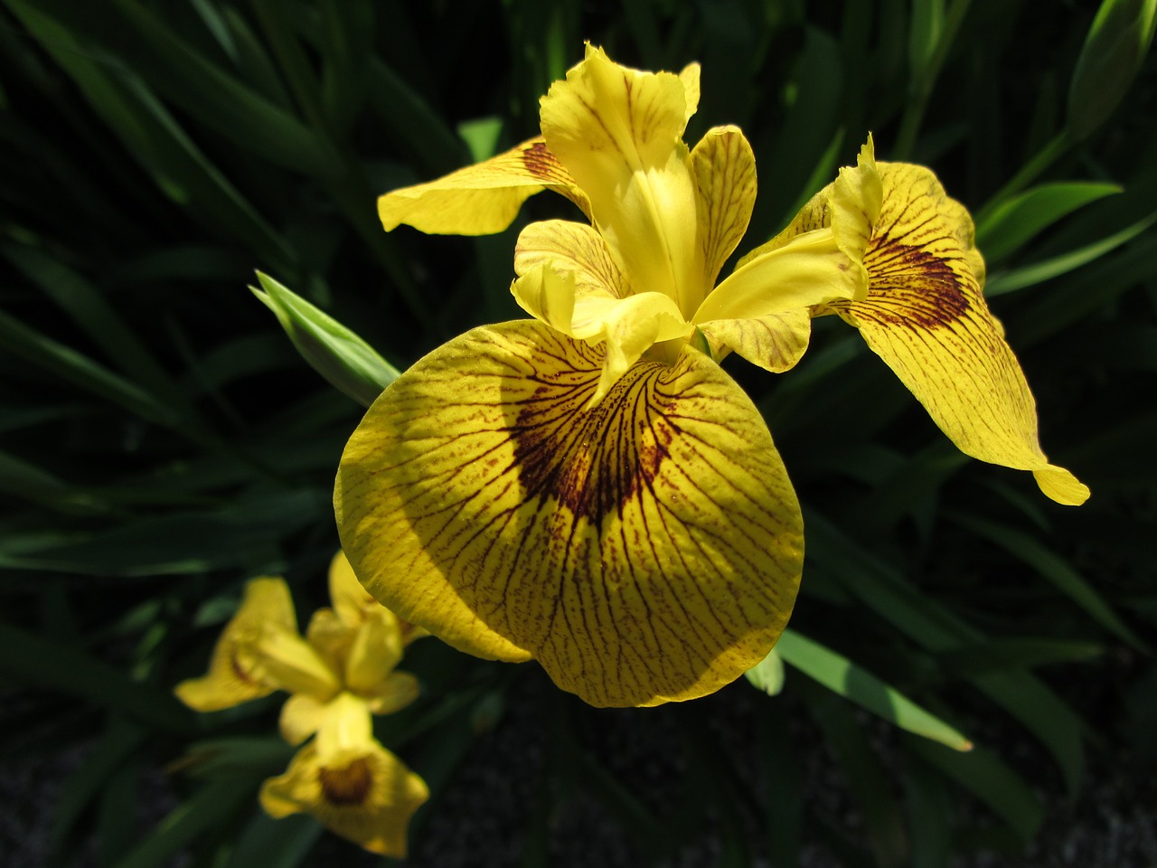 flower yellow petal free photo