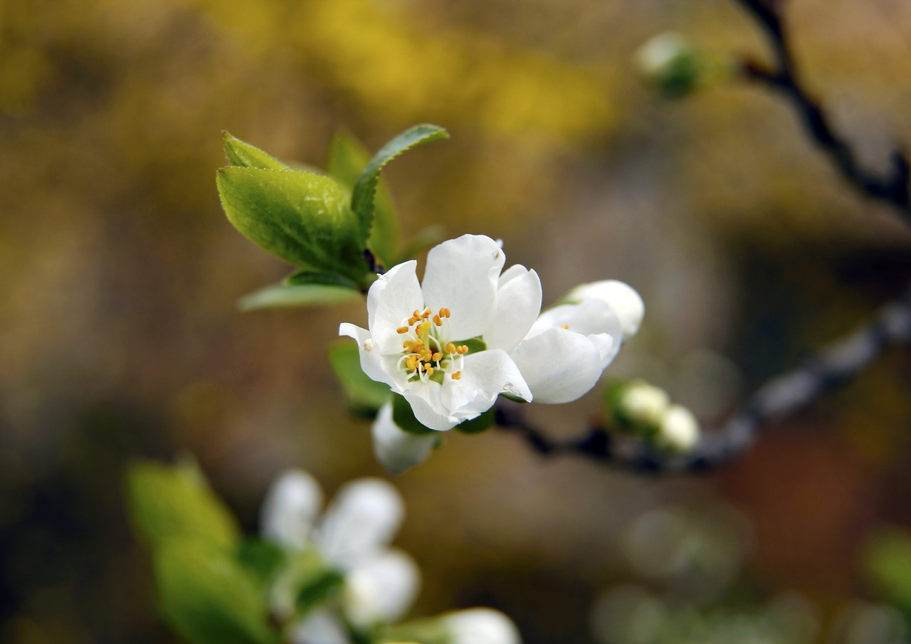 flower white spring free photo