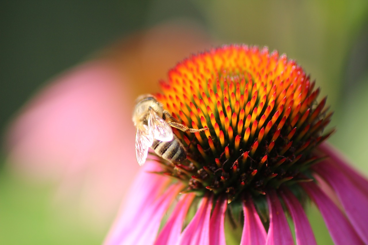 flower bee red free photo